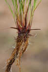 Yellow flatsedge